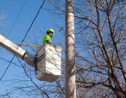 Tree Line Closeup Med Size (1)