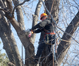 Tree Trim Chainsaw Med Size