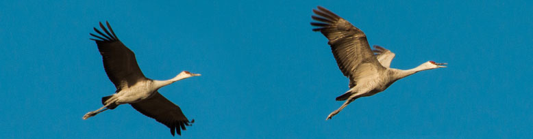 Sandhill Crane